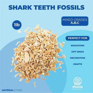 Shark Teeth Bone Replicas Set (1 Pound), Authentic Mixed Grade, 3 Species Types, Genuine Moroccan Real Authentic Tooth Collection