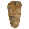 Natural Trilobite Bone Replica from Morocco, Extinct Arthropod Replica, 3-4 in