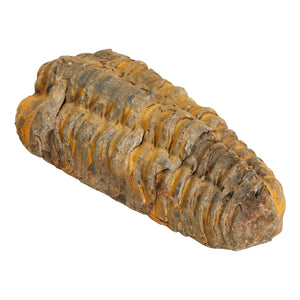 Natural Trilobite Bone Replica from Morocco, Extinct Arthropod Replica, 3-4 in