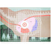 Okuna Outpost Targets for Shooting Range, Animal Vital Organs (17 x 27 Inches, 50 Pack)