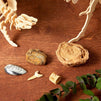 Dinosaur Bone Replica Dig Site Kit with Educational Cards for Kids (15 Species)