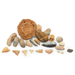 Dinosaur Bone Replica Dig Site Kit with Educational Cards for Kids (15 Species)