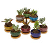 Set of 8 Miniature Ceramic Pots with Drainage Hole and Tray for Succulents (1.6 x 2.5 In)
